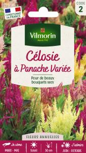 Célosie à Panache Variée
